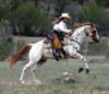 Horse-Running
