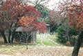Fall-Colors